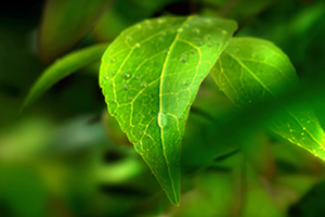 世界環(huán)境日 | 守衛(wèi)凈土 綠色前行 招商交科下屬招商生態(tài)專(zhuān)注生態(tài)環(huán)保，共創(chuàng)美好生活