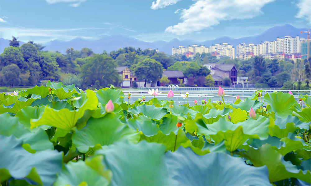 北碚區(qū)黑臭水體治理項目